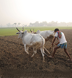 Livestock Policy